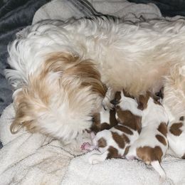 Chihuahua, Shih Tzu, and Siberian Husky Puppies from Magnolia Farm's LLC