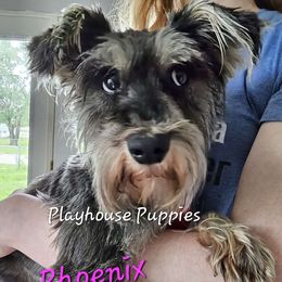 Phoenix - Miniature Schnauzer