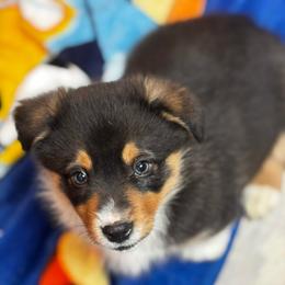 Cole - Black and tan male Pembroke Welsh Corgi puppy in Nortonville, Kansas from Low Riders Corgis & Mini Aussies