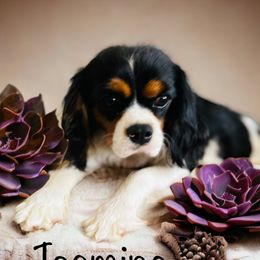 Jasmine - Cavalier King Charles Spaniel