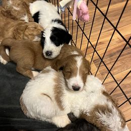 Goldendoodle Puppies from Lover Dover Doodles