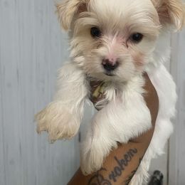 Girl 4 - Gold Yorkshire Terrier puppy in Catawba, North Carolina from Gamora’s Galactic Paw Pals
