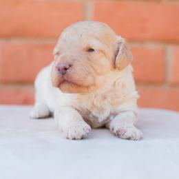 Aussiedoodle and Goldendoodle Puppies from Ever After Doodles Arizona
