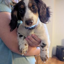 Dachshund Puppies from Az's B&B Doxies