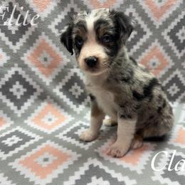 Claus - Blue merle male Miniature Australian Shepherd puppy in Corpus Christi, Texas from Elite Miniature Australian Shepherds