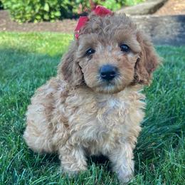 Gissell (Pink Bow) - Apricot female Goldendoodle puppy in Germantown, Maryland from Honey Blossom Doodles