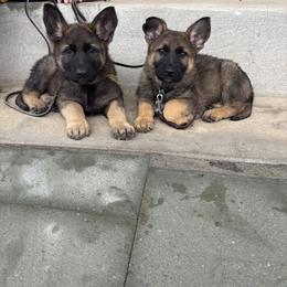 German Shepherd Puppies from Karen Nikirk