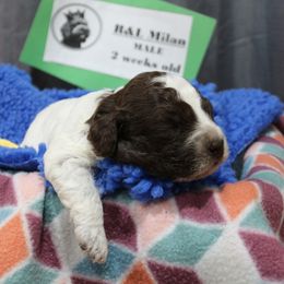 Lagotto Romagnolo Puppies from Royal and Loyal Lagotto Romagnolo