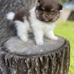 French Bulldog, Goldendoodle, Pomeranian, and Yorkshire Terrier Puppies from Dbos Furry Friends