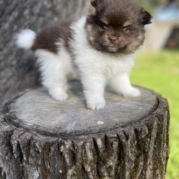 French Bulldog, Goldendoodle, Pomeranian, and Yorkshire Terrier Puppies from Dbos Furry Friends