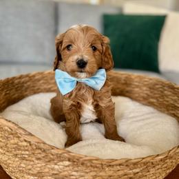 Blue - Red  male Goldendoodle puppy in Eagle Mountain, Utah from Meadow Ranch Pups