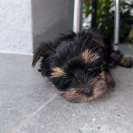 Kinito - Blue and gold male Yorkshire Terrier puppy in Cape Coral, Florida from Katherine’s Yorkies and Poodles