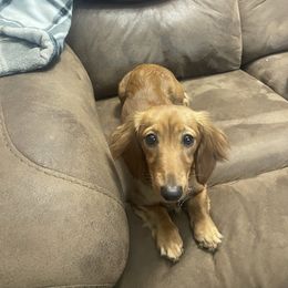 Punkin - Dachshund