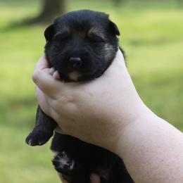 Girl 2 - female German Shepherd puppy in Mississippi from GH