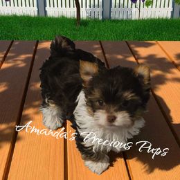 Brynlee - Chocolate, tan and white female Yorkshire Terrier puppy in Wartburg, Tennessee from Amanda's Precious Pups