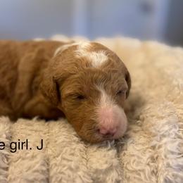 White girl - Red  female Goldendoodle puppy in Vian, Oklahoma from Dog Days Doodles