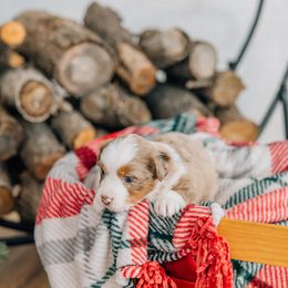 Pumpkin Pie - Red merle female Miniature Australian Shepherd puppy in Enoch, Utah from Twisted H Aussies