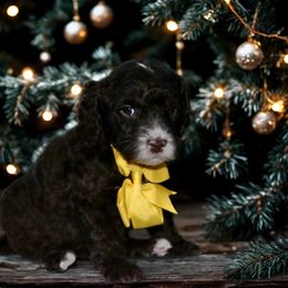 Yellow - Chocolate female Australian Labradoodle puppy in Milton, North Carolina from Good Day Doodles