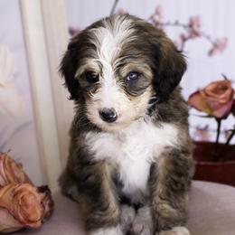 Bernedoodle Puppies from Dulcito Bernedoodles
