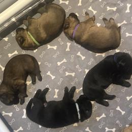 Girl 2 - Black female German Shepherd puppy in Worcester, Massachusetts from Alta Concordia German Shepherds