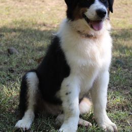 Australian Shepherd Puppies from Moss' Cross Creek Aussie’s
