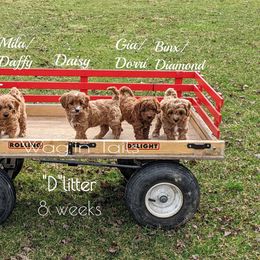 Bernedoodle and Cavapoo Puppies from Wag'in Tails