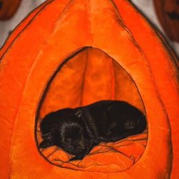 Banshee (Black) - Sable male German Shepherd puppy in Chattanooga, Tennessee from Lucianhaus