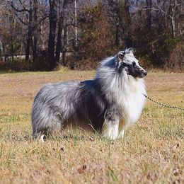 Shetland Sheepdog All Grown Up from Odyssey Shetland Sheepdogs