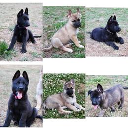 German Shepherd Puppies from Scenic City Shepherds