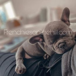 French Bulldog Puppies from Frenchies On The Hill LLC