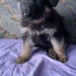 Purple collar girl - Black and red female German Shepherd puppy in Coleta, Illinois from Four Leaf Farm- Vom Vierblättriges Bauernhof
