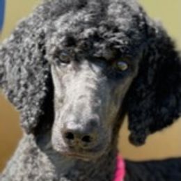 B - Poodle