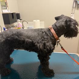 Zo - Miniature Schnauzer