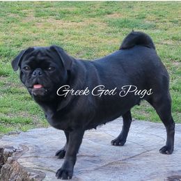 Chaos - Pug