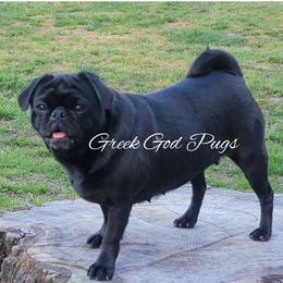 Chaos - Pug