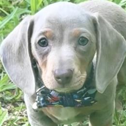 Dachshunds and English Springer Spaniels from M L Springers/ Texas Legacy Dachshunds