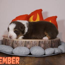 Australian Shepherd Puppies from Starlit Grove Australian Shepherds