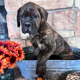 Green collar - Black brindle male Cane Corso puppy in Tucson, Arizona from Cane Corso Friends