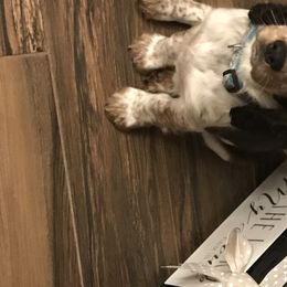 English Springer Spaniel Puppies from River’s Edge ~ English Springer Spaniels