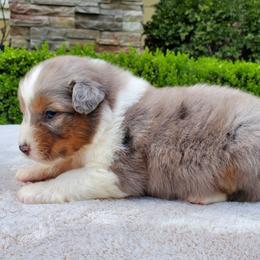 Monroe - Dilute blue female Australian Shepherd puppy in Olympia, Washington from Echelon Australian Shepherds