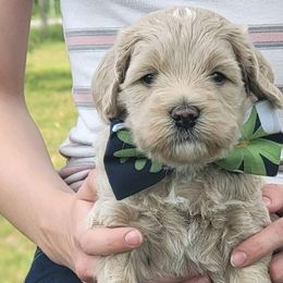 Red - Cream Australian Labradoodle puppy in Webster, Florida from Pemberley House Australian Labradoodles