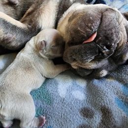 French Bulldog Puppies from Shawhan Family Frenchies