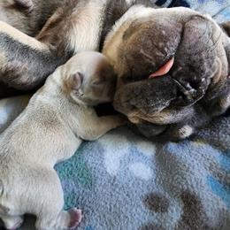 French Bulldog Puppies from Shawhan Family Frenchies