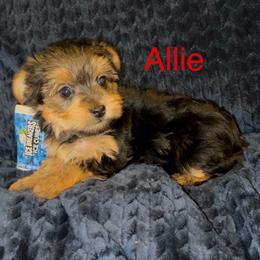 Allie - Chocolate, tan and white female Yorkshire Terrier puppy in Seneca, Missouri from M.Y. Morkies and Yorkies