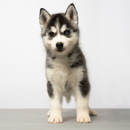 Ophelia - Black and white female Siberian Husky puppy in Meadow Vista, California from Thistle Hill Siberians