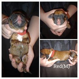 Red - Brown black and white male Basset Hound puppy in Highland, Michigan from Dream Hounds of Michigan