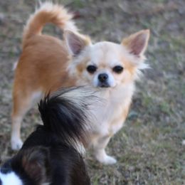 Papaya - Chihuahua