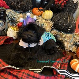 Havanese Puppies from Homeward Havanese, LLC