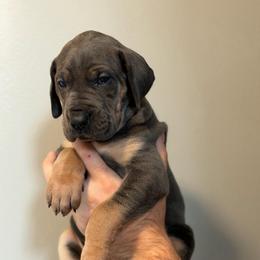 Blue Tan Point (2) - Blue female Great Dane puppy in Kimball, Michigan from Starlight Danes