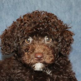 Poodle Puppies from 'Capon Cuties